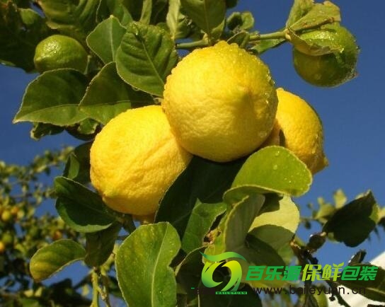 檸檬樹(shù)種植時(shí)需要注意那些？