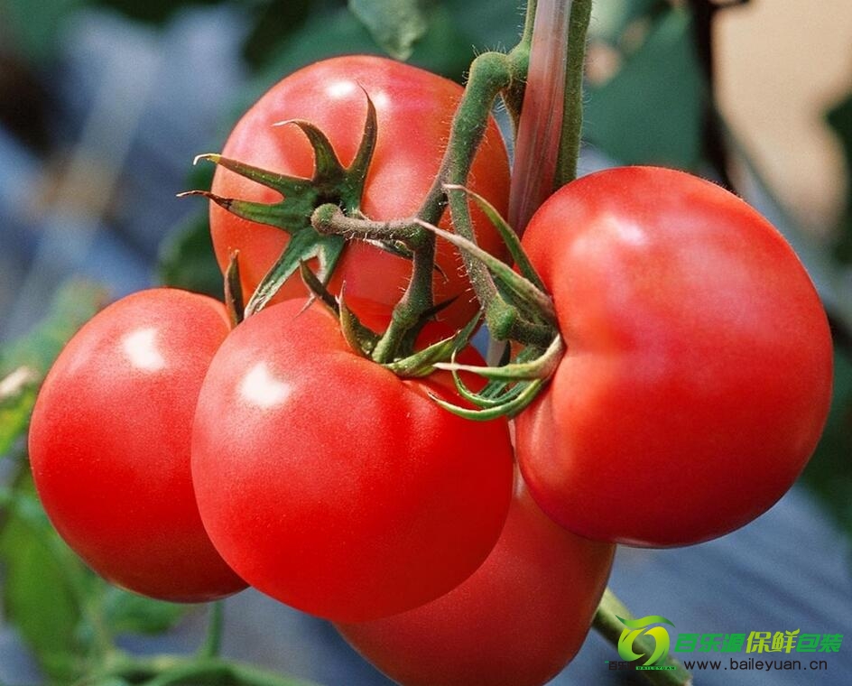 西紅柿怎么去皮？